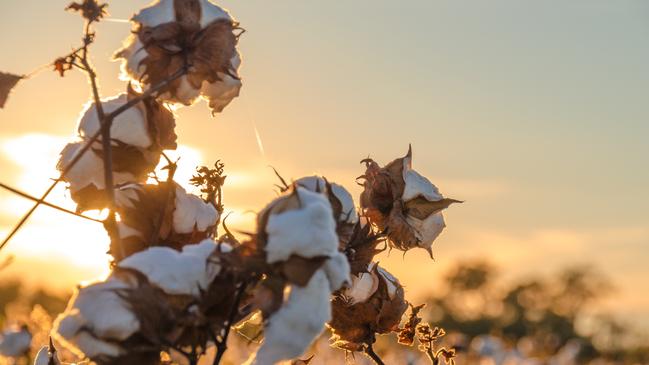 Cotton picking is shaping up well in Queensland.