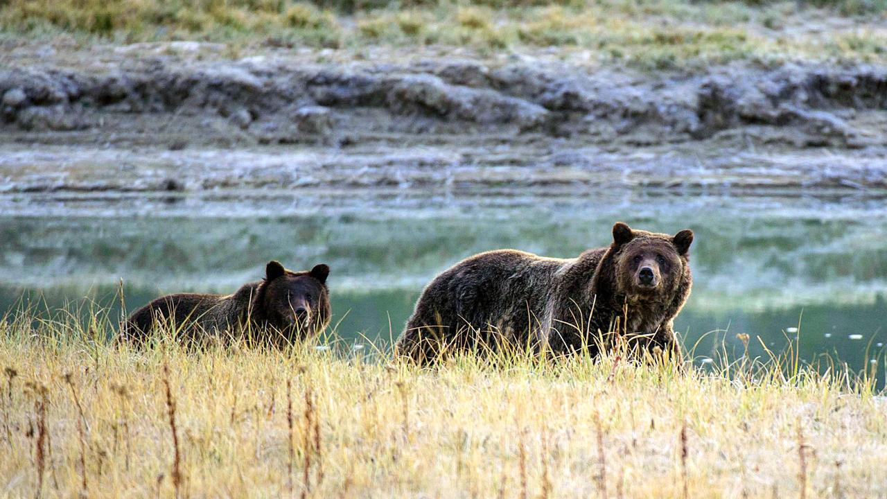 Stone was sentenced in 2018 for illegally killing a grizzly bear. (Photo by KAREN BLEIER / AFP)