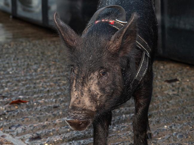 Pansy the pig fishing at the Elizabeth River boat ramp often. Picture: Pema Tamang Pakhrin