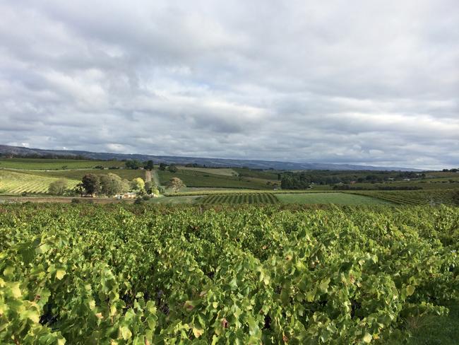 EMBARGO FOR WISH MAGAZINE, 02 MAY 2025. FEE MAY APPLY. Change in mood Old bush vine grenache at the Brini family vineyard in Blewitt Springs, South Australia. Photo: Supplied