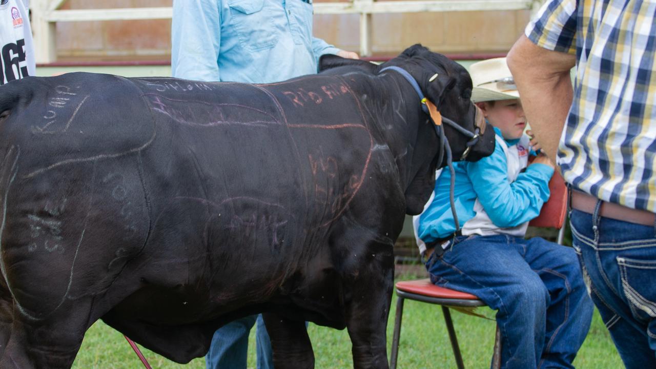 Camp attendees were given hands on lessons including drawing cuts of meat onto a cow.