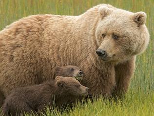 Animals captured in spectacular photo contest 