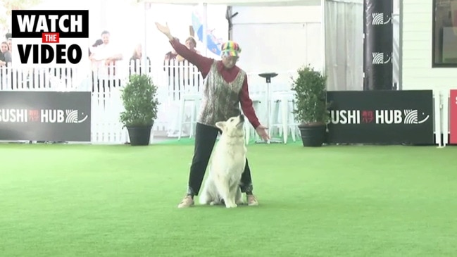 Dancing Dogs at the Ekka