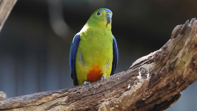 Disease Puts Rare Migratory Parrot On Verge Of Extinction | The Australian