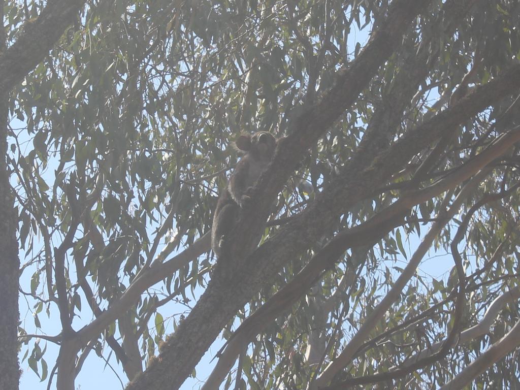 A koala was located during a walk-through of a property at The Glen in area of unburnt land. Photo: Michael Wilson