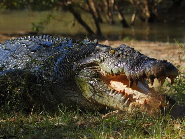 While saltwater crocs are dangerous, freshies are generally harmless.