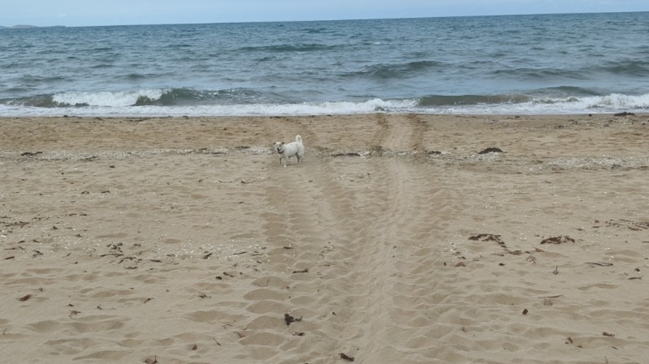 The mother turtle's tracks on Saunders Beach.