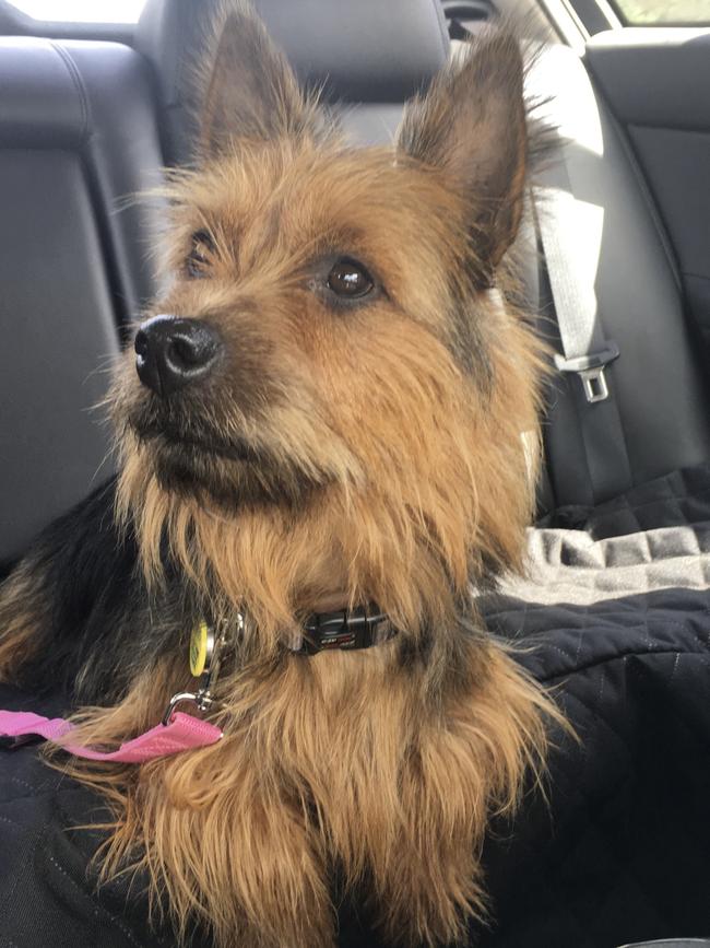 Banjo the Australian terrier, sent in by Glen Bernhardt, Port Pirie West.