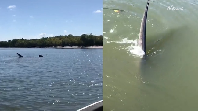 Endangered whale shark spotted in QLD river