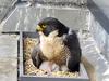 Screenshot of a peregrine falcon sitting with its chicks. Picture: 367collinsfalcons.com.au