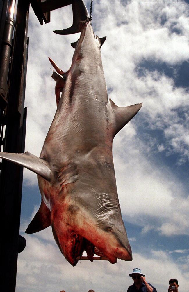The shark caught off Castle Rock in 1999.