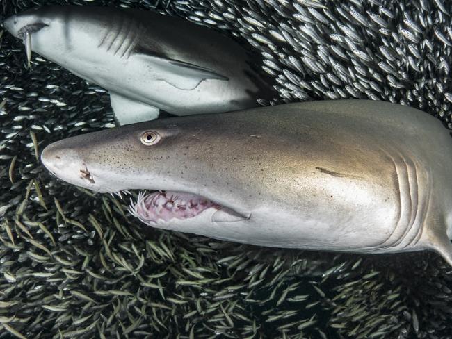 “Unfortunately, popular media has propagated the myth over the last several decades that sharks are mindless monsters.” said photographer Tanya Houppermans. PICTURE: TANYA HOUPPERMANS/CATERS