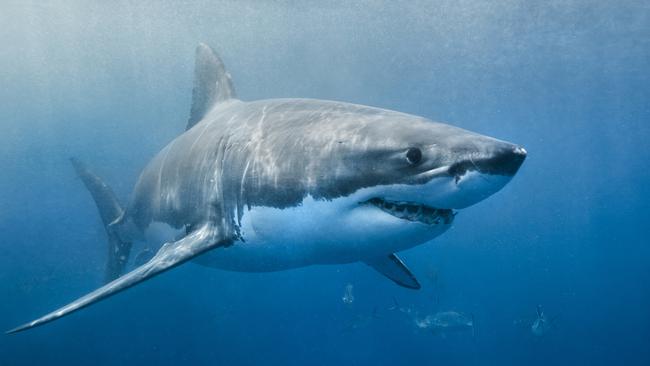 Great whites, say researchers, are terrified of killer whales.