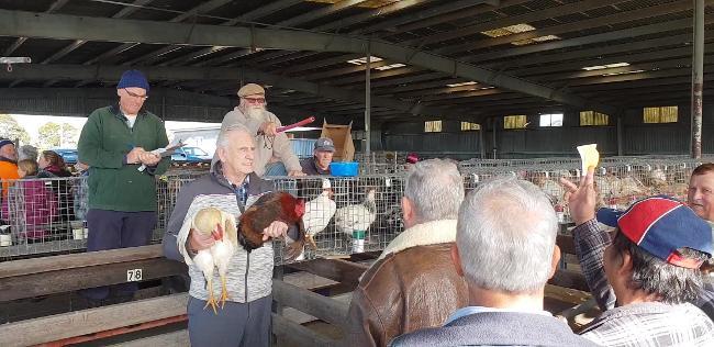 Geelong's final poultry sales