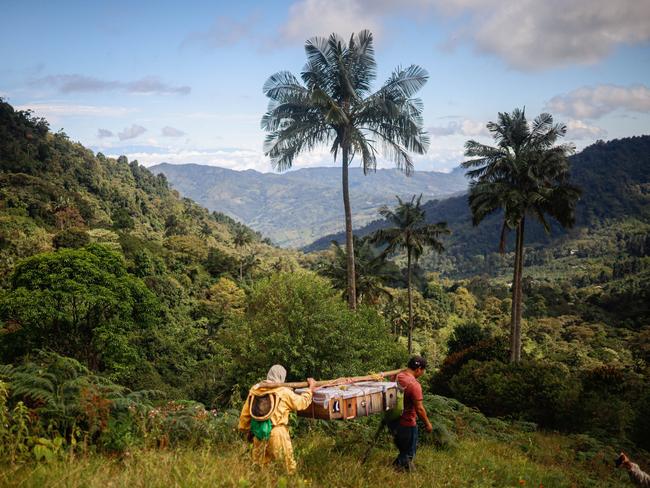 Beekeepers move bees to places with water sources to help them more easily survive predicted droughts caused by the El Nino atmospheric phenomenon in Colombia. Picture: Yair Suarez/Anadolu Agency via Getty Images