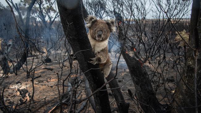 A koala rests in a burnt out area around Vivvone Bay. Picture: Brad Fleet