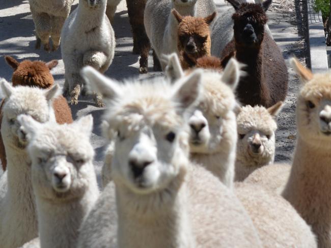 Stansbury Alpacas - 1927d North East Road, Inglewood. Supplied