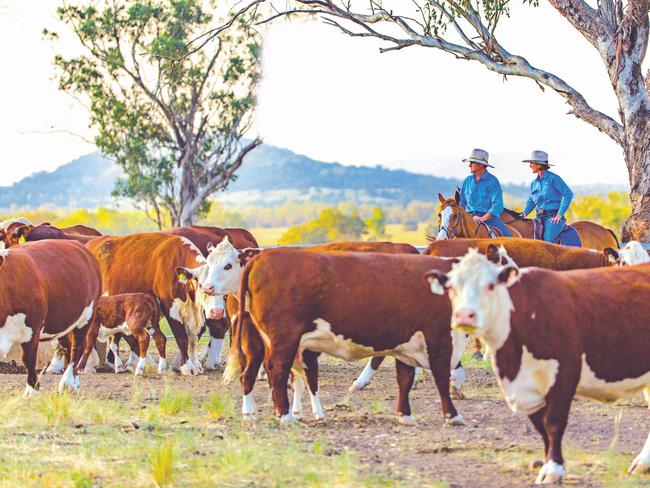 Warragundi Pastoral's Matt and Deb Kelley mustering cattle on their NSW property.