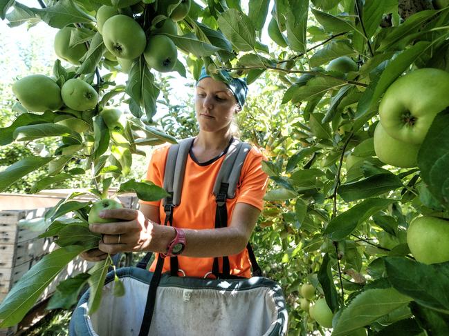 GOULBURN VALLEY ,AUSTRALIA 11 FEBRUARY 2016: Photo of Belgium backpacker Plaloe Miclotte picking fruits  in the Goulburn Valley on 11 February 2016 . PHOTO THE AUSTRALIAN  /LUIS ENRIQUE ASCUI