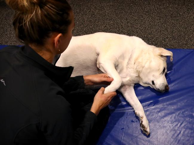 Rehab nurse Gemma Short gives Chilla the golden labrador some massage for treatment of osteoarthritis. Picture: Toby Zerna