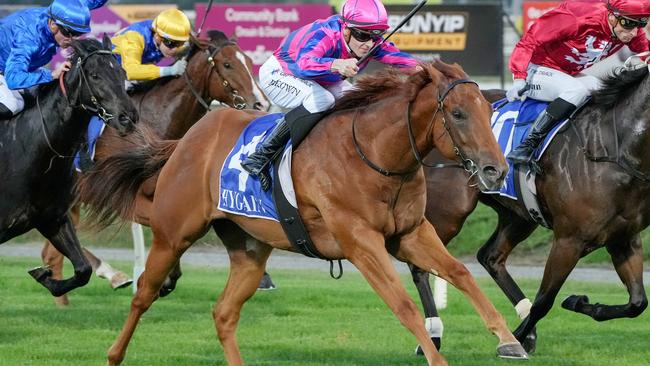 Developing youngster Latin Boss can make it two wins in a row at Caulfield on Saturday. Picture: Racing Photos via Getty Images.