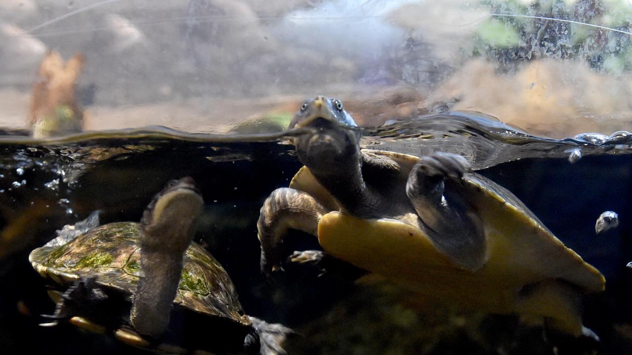 Behind the scenes at Reef HQ. Fresh water turtles. Picture: Evan Morgan