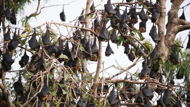 The Cairns Regional Council's flying fox dispersal program has been successful, with all of the bats the roost relocating to forest located near the corner of Anderson Road and Hoare Street in Manoora. PICTURE: BRENDAN RADKE