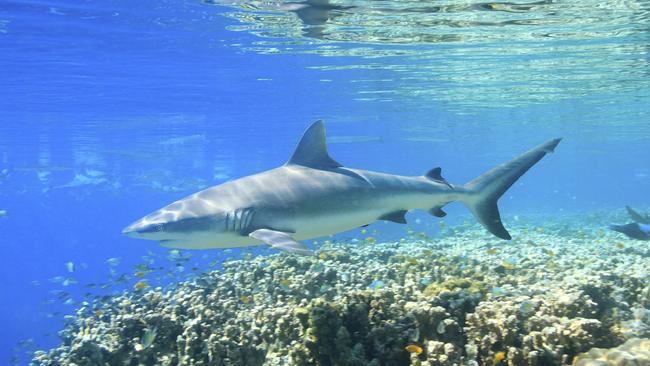 Mr Norton said he thought the shark was a two-and-a-half or three metre nurse or lemon shark. Picture: Getty Images