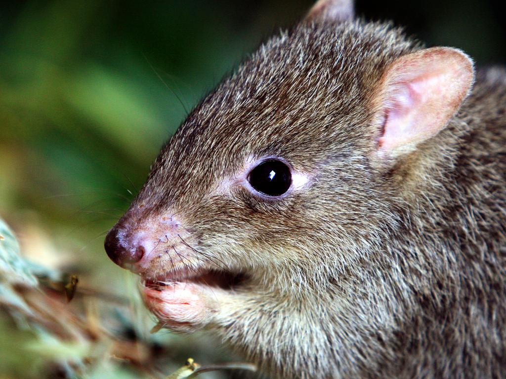 The northern bettong is one of Australia’s most critically endangered species.