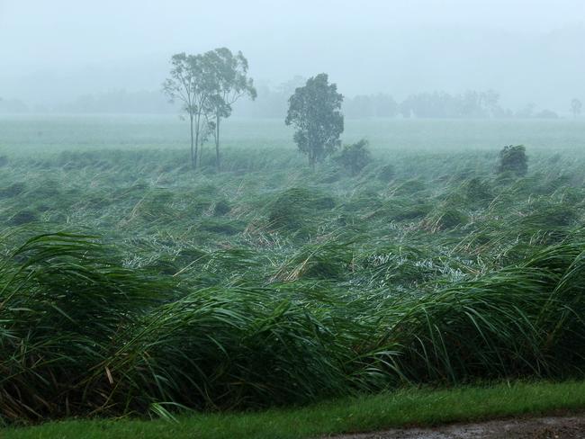 Sugar cane crops in Proserpine are blown over by Cyclone Debbie’s winds. Picture: Liam Kidston.