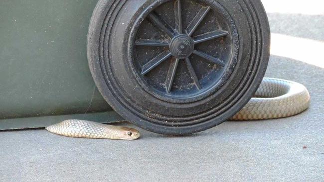 Eastern brown snake under bin in Barker St, Casino. Picture: Donna Marie Colbrelli Adams