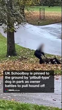 Terrifying moment dog mauls boy in park