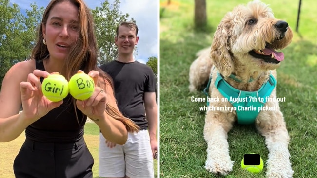 The American couple got their dog to help kickstart their IVF journey. Source: TikTok/serenacukjati