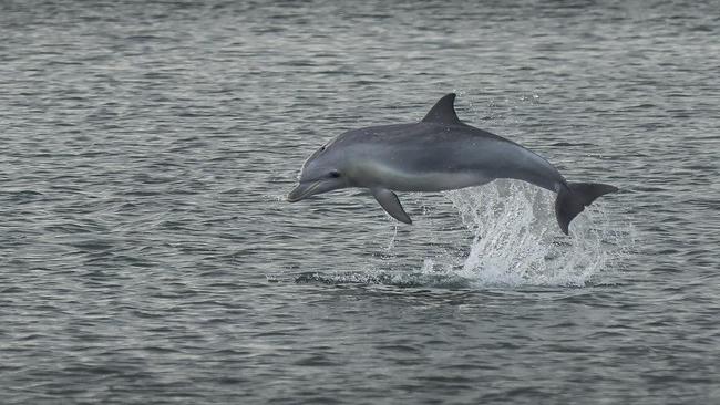 A Port River dolphin. Picture: Oliver Wieczorek