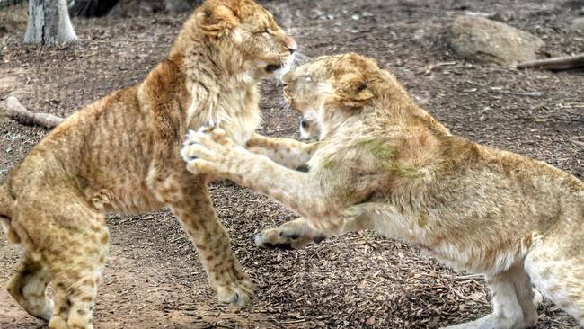 Werribee Zoo celebrates their first World Lion Day with three cubs ...