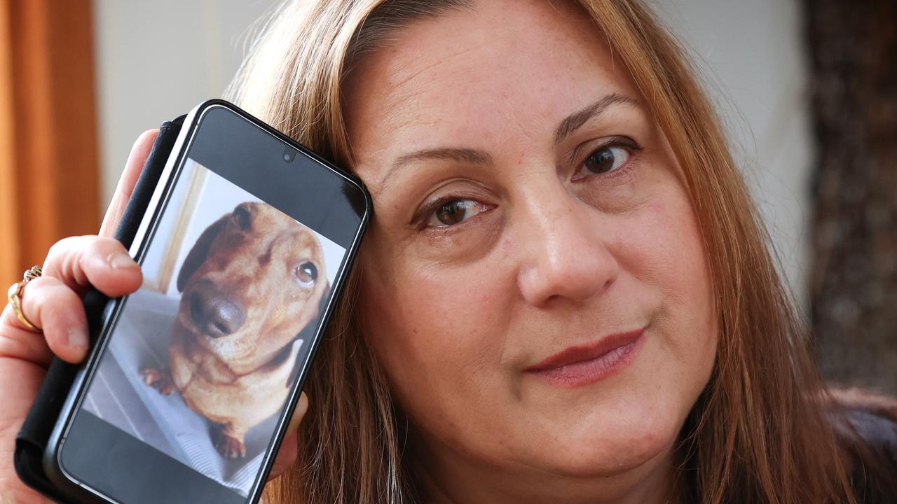 Why the govt tried to cover up the horror death of a sausage dog