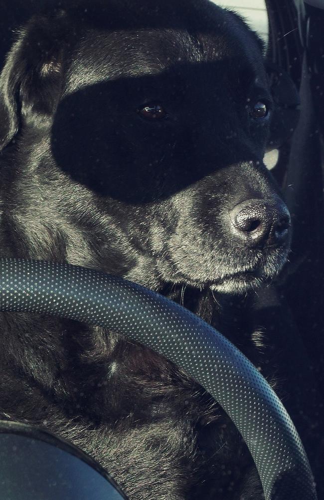 Call me Zorro! No one has seen my face, but everyone knows the mask of the black labrador. Picture: Karl Goldhamer/Comedy Pets