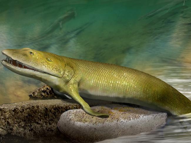 Artists reconstruction of an ancient *Elpistostege*fish fossil found in Miguasha, Canada, which has revealed new insights into how the human hand evolved from fish fins. Research involving Flinders University palaeontologist Professor John Long. Supplied. MUST CREDIT: KatrinaKenny