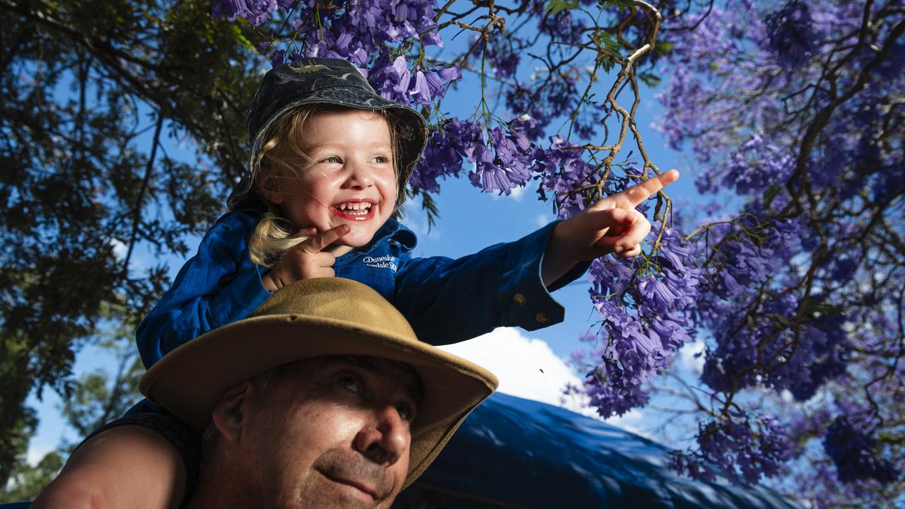 Orla Willshire gets close to the jacaranda flowers with granddad Ian Stewart-Koster at Goombungee Jacaranda Day Festival, Saturday, November 2, 2024. Picture: Kevin Farmer