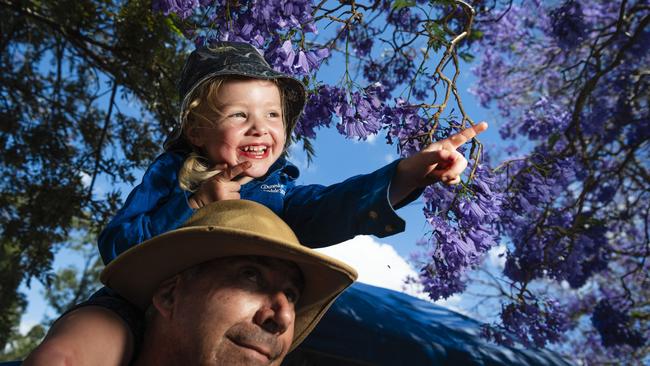 Orla Willshire gets close to the jacaranda flowers with granddad Ian Stewart-Koster at Goombungee Jacaranda Day Festival, Saturday, November 2, 2024. Picture: Kevin Farmer