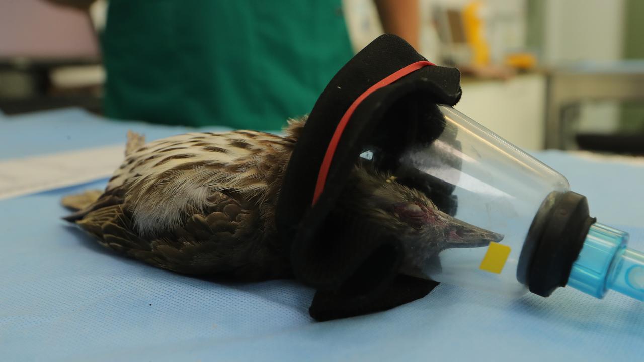 Inside what’s believed to be world’s busiest wildlife vet clinic ...