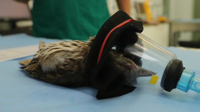 A figbird being treated. Picture Glenn Hampson