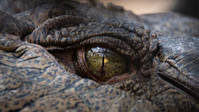 Simon Morrison the croc. Photo: Australia Zoo