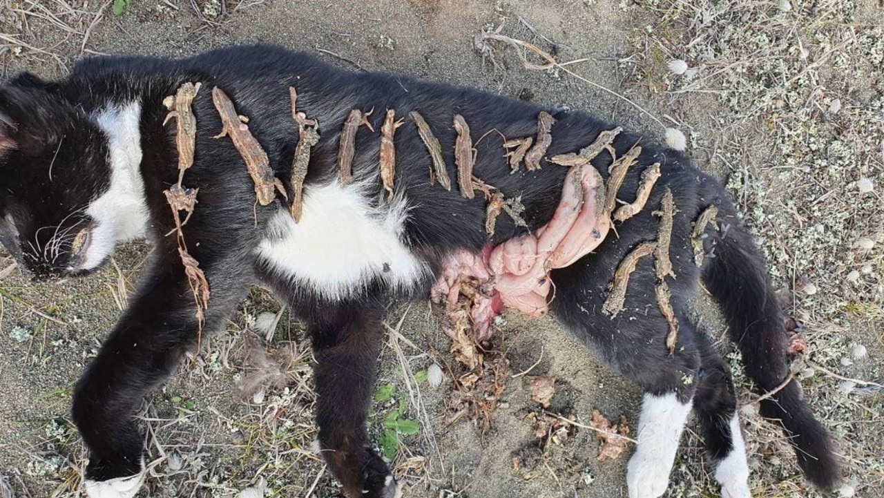 Many of the lizards were found still fully intact inside the cat's stomach.