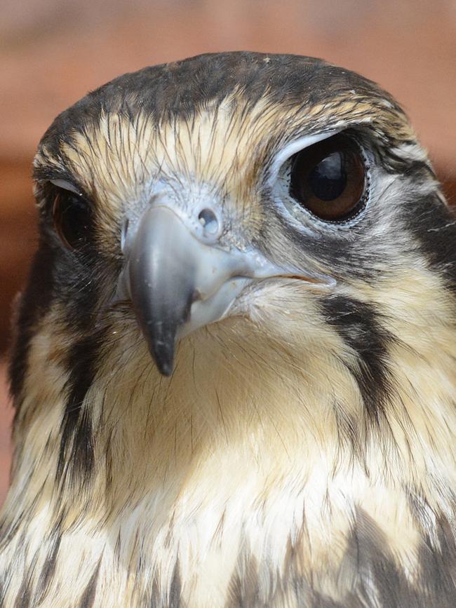 A brown falcon. Picture: Eric Woehler