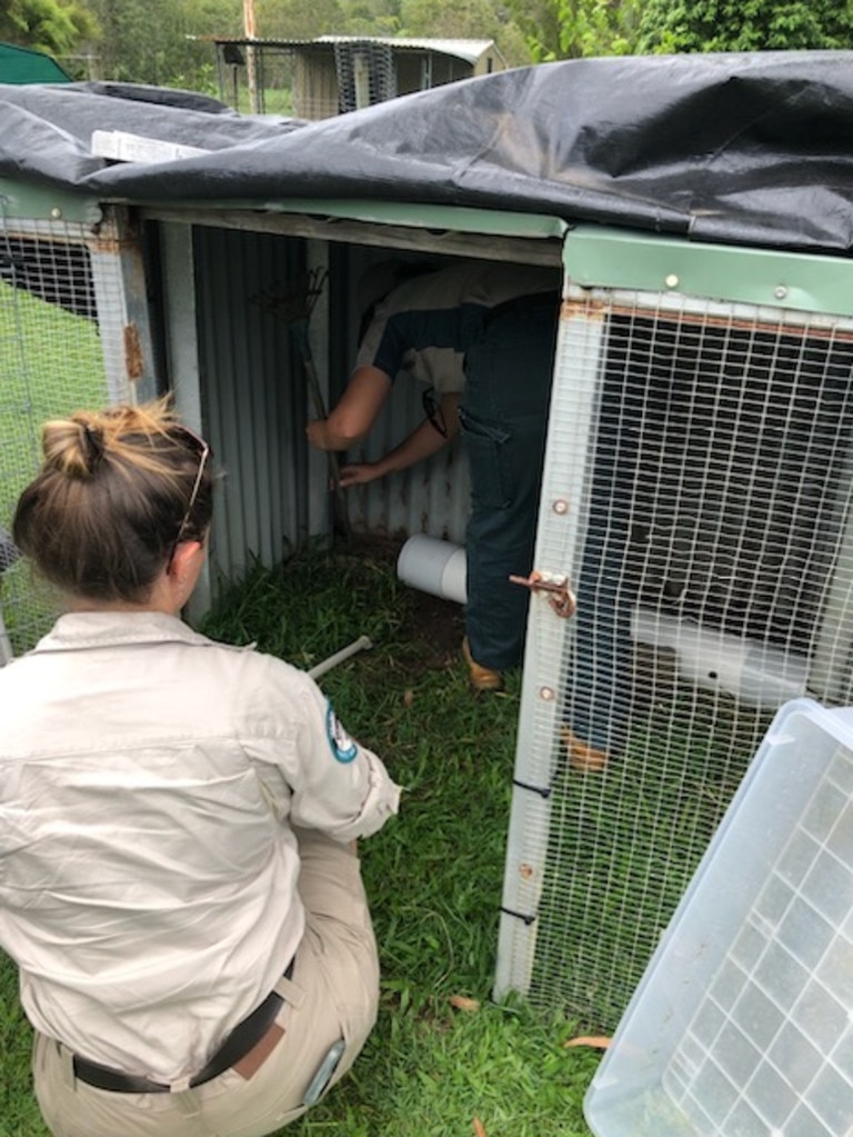 Wildlife Officers from the Department of Environment, Science and Innovation (DESI) were able to trap the croc in a PVC tube. Picture: Supplied / DES