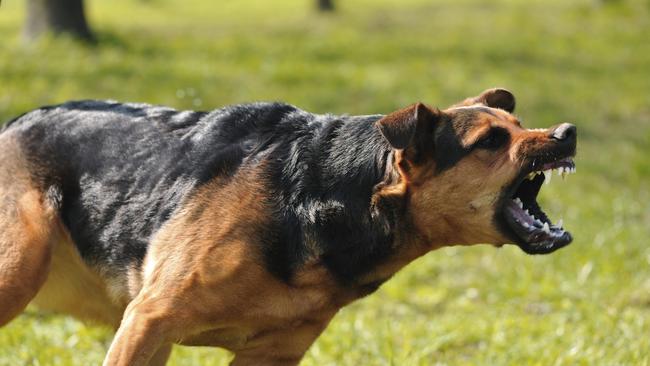 A dog alerted its owners to the violent intruder at a home at Bethania.