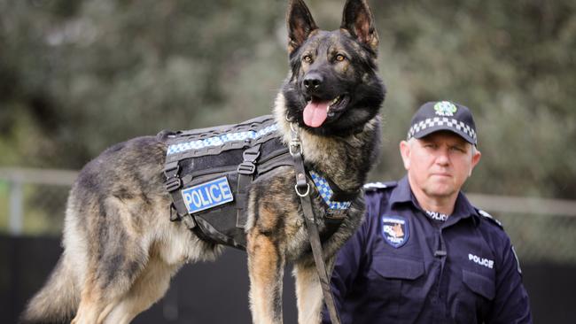 South Australian police dogs get special protective uniforms | news.com ...