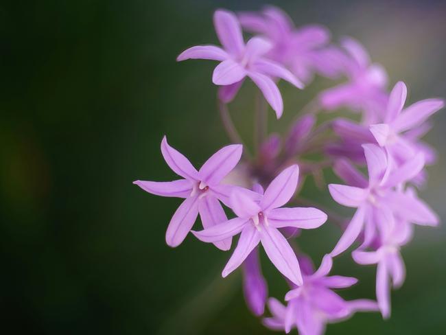 EMBARGO FOR TWAM, 08 FEBRUARY 2025. FEE MAY APPLY. Tulbaghia violacea, commonly known as society garlic, pink agapanthus, wild garlic, sweet garlic, spring bulbs, or spring flowers, is a species of flowering plant in the family Amaryllidaceae, indigenous to southern Africa (KwaZulu-Natal and Cape Province), and reportedly naturalized in Tanzania and Mexico. Kandanos, Crete, Greece. Photo: Tadeusz Zachwieja / Unsplash