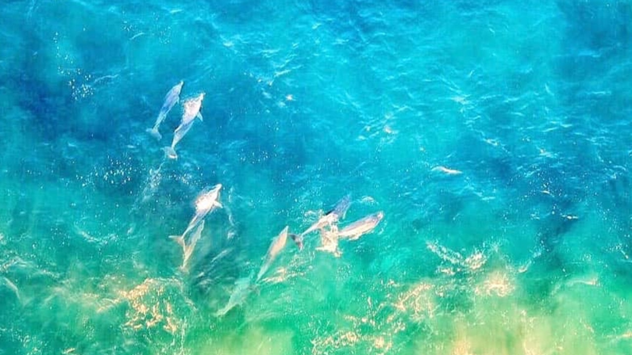 Dolphins at Arrawarra snapped by Cassie Law.